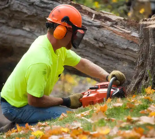 tree services Princeton Junction